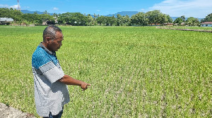 Sudah Sebulan Tak Ada Air, Petani di Aceh Besar Terancam Gagal Panen
