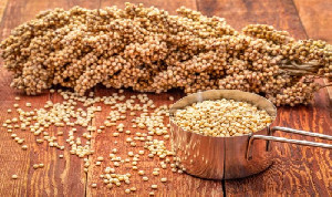 Tak Hanya Beras, Bapanas Genjot Diversifikasi dengan Sorgum dan Pangan Lokal