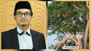 Pohon Jeju Viral di Pantai Ulee Lheu Ditebang, Ketua DPRK Minta DLHK3 Bertindak