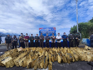 Lanal Tahuna Musnahkan 572 Ayam Selundupan di Sangihe, Nilainya Capai Rp5 Miliar