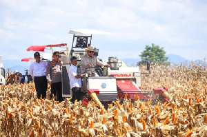 Produksi Jagung Surplus, Semester I-2025 Capai 8,07 Juta Ton