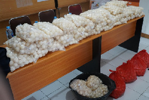 Penyelundupan 5.400 Telur Penyu di Kalimantan Barat Berhasil Digagalkan
