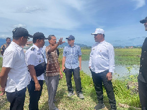 Bupati Aceh Besar Tinjau Sawah Blang Tamak Tungkop