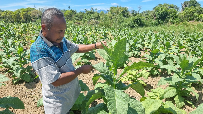 Rokok Ilegal Marak, Petani Tembakau di Aceh Besar Terancam Bangkrut