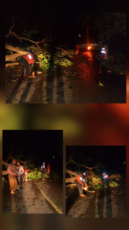Pohon Tumbang Tutup Jalan Nasional di Aceh Selatan, Lalu Lintas Kini Kembali Normal