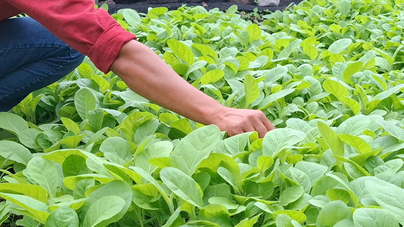 Permintaan Tembakau Gayo Meningkat, Aceh Tengah Genjot Produksi Hingga 1.000 Hektare
