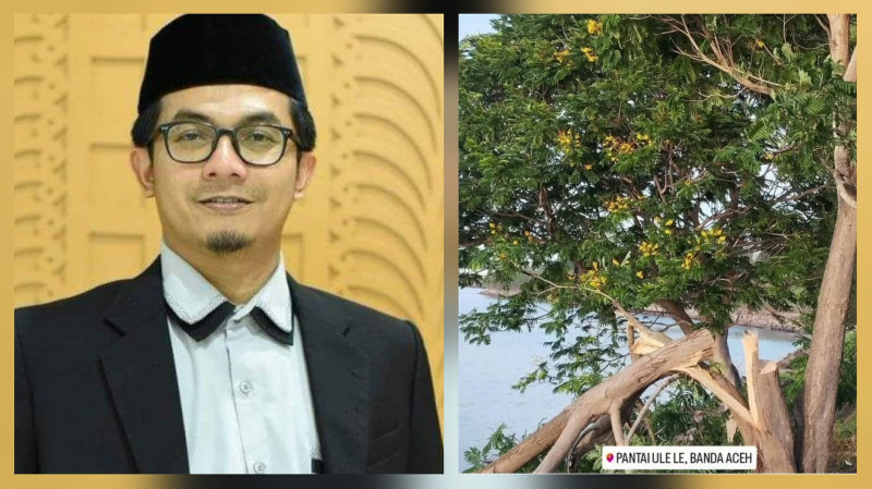 Pohon Jeju Viral di Pantai Ulee Lheu Ditebang, Ketua DPRK Minta DLHK3 Bertindak