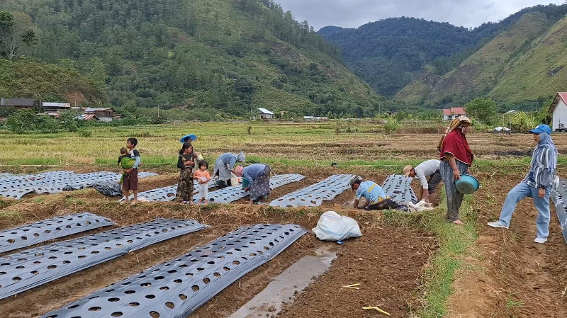 Dari Danau ke Lahan Bawang: Perjuangan Siti Fatimah di Tengah Larangan Cangkul Padang