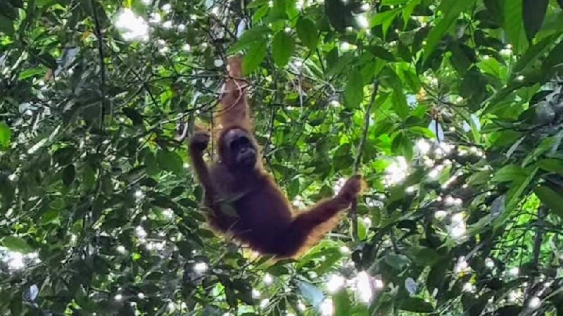 Populasi Orangutan Sumatra di Aceh Capai 13 Ribu, Terbesar di Dunia