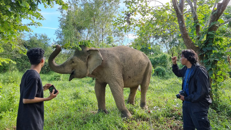 BKSDA: Populasi Gajah Sumatra di Aceh Berkisar 500-600 Ekor