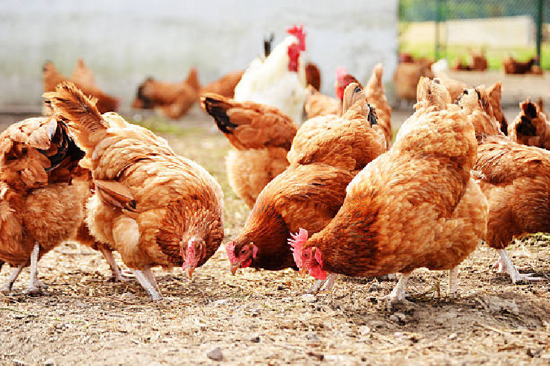 Peternak Ayam Lega, Kementan Resmi Berlakukan Harga Minimum Rp18.000/kg