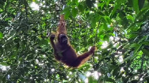 Populasi Orangutan Sumatra di Aceh Capai 13 Ribu, Terbesar di Dunia
