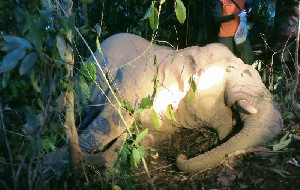 Seekor Gajah Jantan Mati Diduga Karena Racun Rumput di Peunaron Aceh Timur