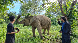 BKSDA: Populasi Gajah Sumatra di Aceh Berkisar 500-600 Ekor
