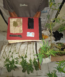 Polisi Amankan Petani Tanam Ganja di Aceh Selatan
