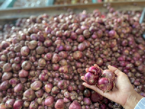 Bawang Merah di Aceh Tembus Rp60 Ribu per Kg, Disperindag Telusuri Penyebabnya