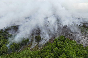 Karhutla di Aceh Selatan Mendekati Kawasan TNGL