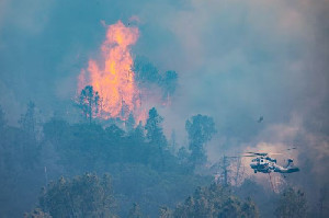 Kebakaran Hutan Landa Wilayah Penghasil Anggur Dunia di California, Ribuan Hektar Terbakar