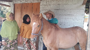 Populasi Kuda Gayo Kian Menurun, Upaya Pelestarian Kian Dibutuhkan Agar Tak Punah