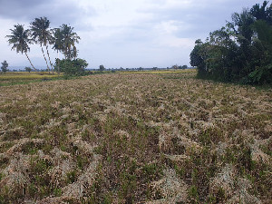 Panen Gadu: Harga Beras Mulai Turun, UMKM dan Masyarakat Aceh Sambut Lega