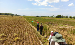 Panen Gadu Diproyeksi Meningkat, BPS Prediksi Gabah Capai 15,76 Juta Ton