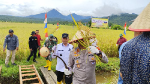Panen Raya di Aceh Jaya: Harga Gabah Sesuai HPP, Produksi Siap Ditingkatkan