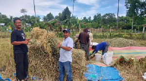 Harga Gabah di Aceh Besar Tembus Rp 9.000/kg, Petani Bahagia