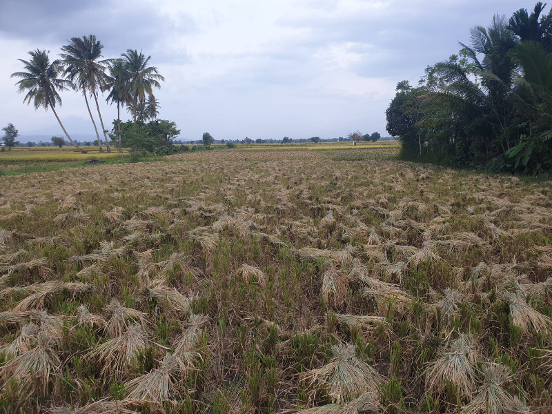 Panen Gadu: Harga Beras Mulai Turun, UMKM dan Masyarakat Aceh Sambut Lega