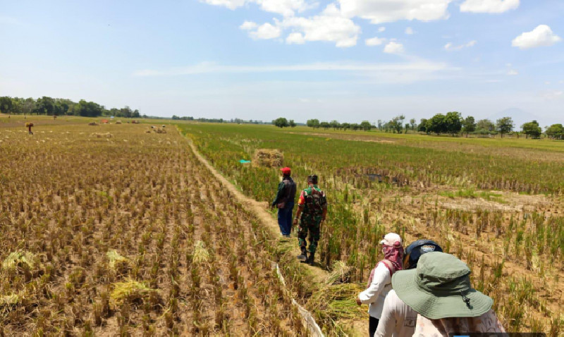 Panen Gadu Diproyeksi Meningkat, BPS Prediksi Gabah Capai 15,76 Juta Ton