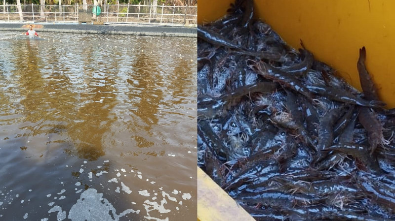 Harga Anjlok, Petambak Aceh Minta Pemerintah Buka Ekspor Udang Lewat Krueng Geukueh