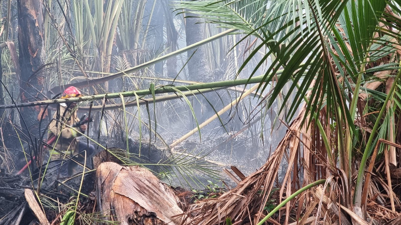 Dua Hektare Lahan Rumbia di Kuta Baro Terbakar Diduga Akibat Pembakaran Sampah