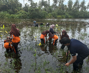 Kolaborasi UTU dan SDN Peunaga Cut Ujong, Anak-anak Diajak Jaga Alam Lewat Manggrove