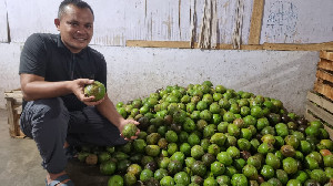 Pasar Tak Stabil, Penampung Alpukat Gayo Kritik Minimnya Perhatian Pemerintah Aceh