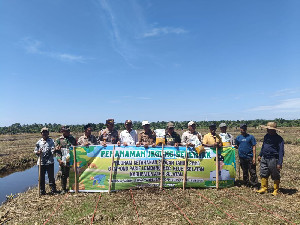20 Hektar Lahan di Aceh Selatan Ditanami Jagung, Harapan Baru untuk Ketahanan Pangan