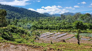 Petani Tangse Keluhkan Kelangkaan Pupuk Bersubsidi di Saat Musim Tanam