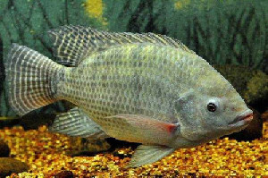 Revitalisasi Tambak Pantura Jadi Strategi Industrialisasi Tilapia Indonesia
