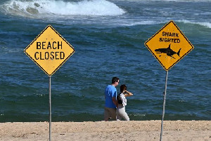 Serangan Hiu Tewaskan Peselancar di Sydney, Pantai Ditutup Sementara