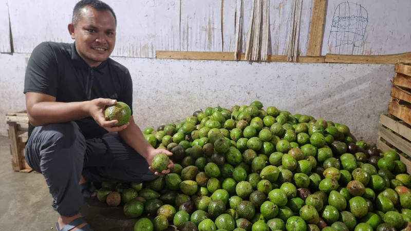 Pasar Tak Stabil, Penampung Alpukat Gayo Kritik Minimnya Perhatian Pemerintah Aceh