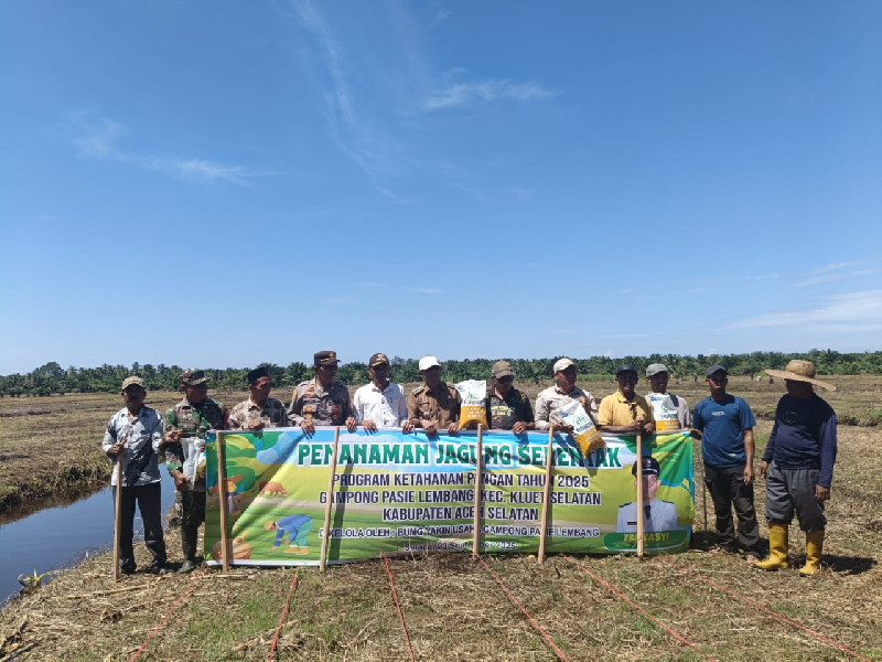 20 Hektar Lahan di Aceh Selatan Ditanami Jagung, Harapan Baru untuk Ketahanan Pangan