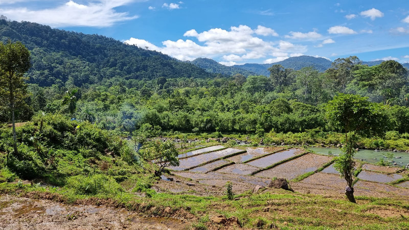 Petani Tangse Keluhkan Kelangkaan Pupuk Bersubsidi di Saat Musim Tanam