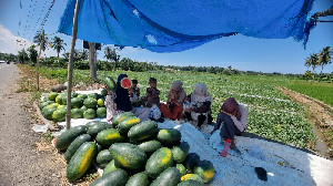 Panen Raya Semangka di Pidie Jaya, Harga Mulai Rp6.000 per Kilo