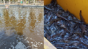 Udang Asal Indonesia Sudah Bisa Masuk AS Kembali