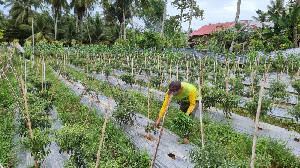 Harga Cabai di Aceh Tembus Rp90 Ribu, Petani: Alhamdulillah Bisa Tutup Biaya Pupuk