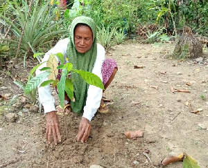 Jejak Perempuan Perkasa di Pohon Kakao