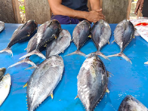 Cuaca Buruk, Harga Ikan di Lhokseumawe Mahal