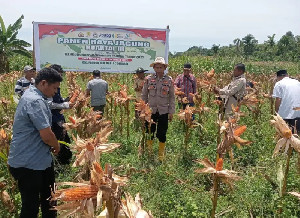 Dukung Swasembada Pangan, Polri Hadiri Panen Jagung Kwartal III-2025 di Panton Reu