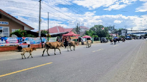 Sapi Berkeliaran di Jalan Nasional Lueng Putu, Warga dan Pengguna Jalan Resah
