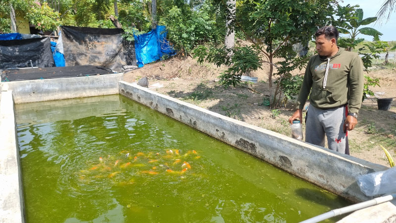Listrik Padam Berhari-hari, Usaha Ikan Hias Adi Ikan Aceh Utara Rugi dan Terancam