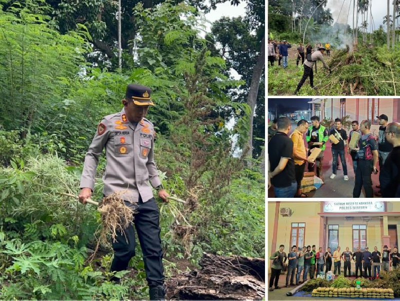 Polres Bireuen Berhasil Ungkap Kasus Narkotika, 154 Kg Ganja Diamankan
