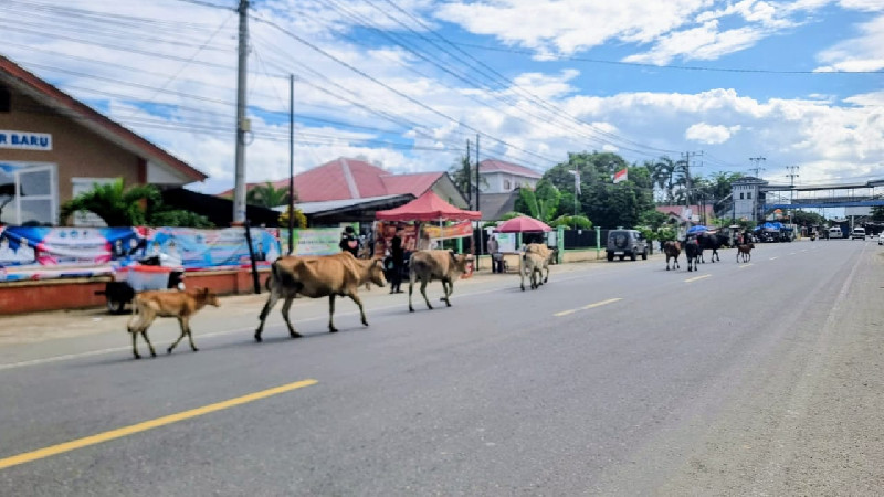 Sapi Berkeliaran di Jalan Nasional Lueng Putu, Warga dan Pengguna Jalan Resah